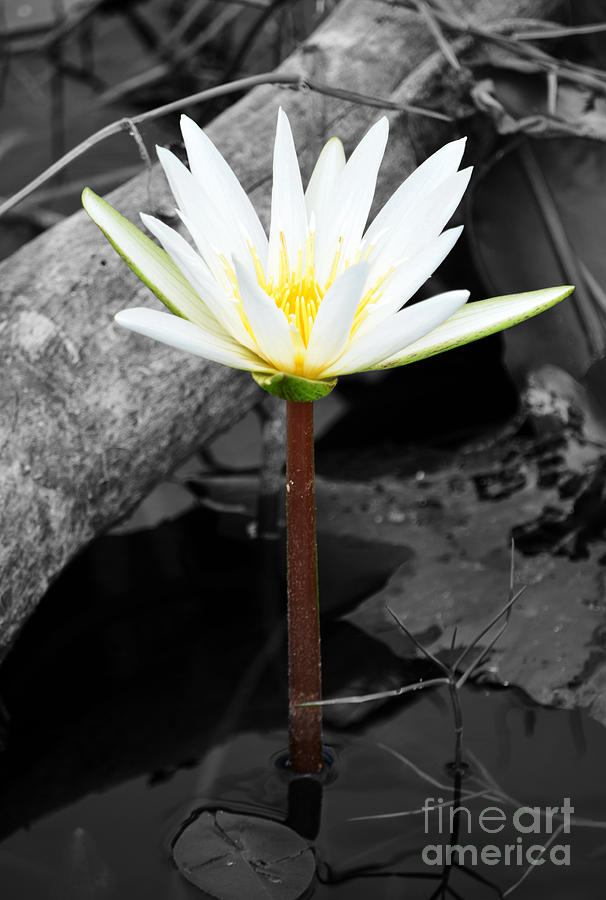Natural White Water Lily Found on the East Coast of Cozumel Island Mexico Color Splash Digital Art Photograph by Shawn OBrien