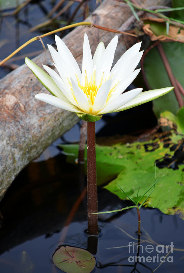 Natural White Water Lily Found on the East Coast of Cozumel Island Mexico Photograph by Shawn OBrien