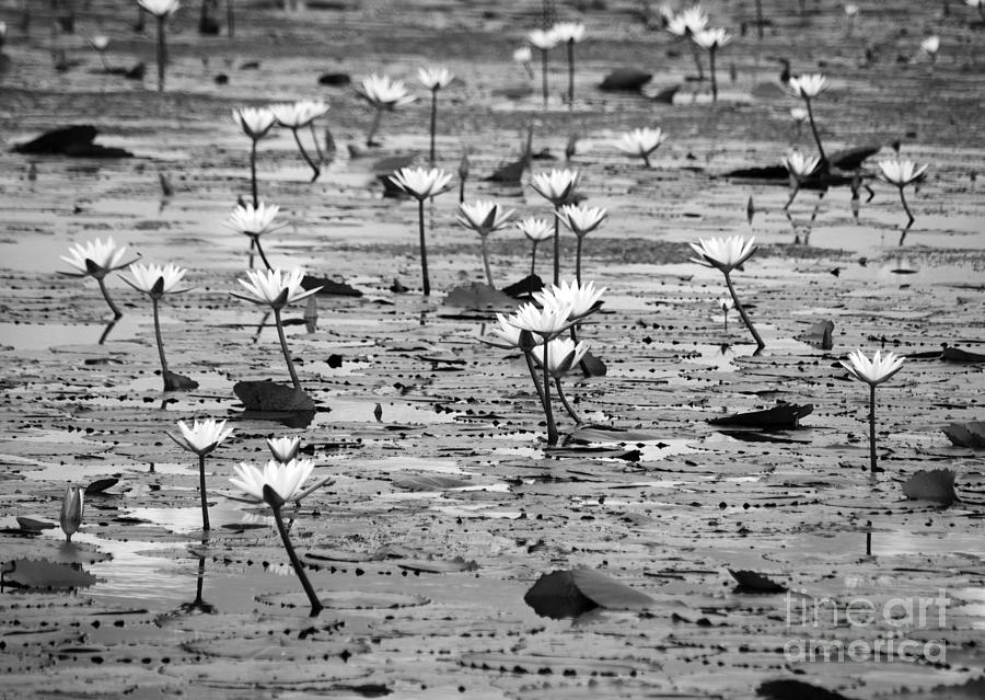 Lily Photograph - Natural Wild Water Lilies and Pads on the Eastern Coast of Cozumel Island Mexico Black and White by Shawn OBrien