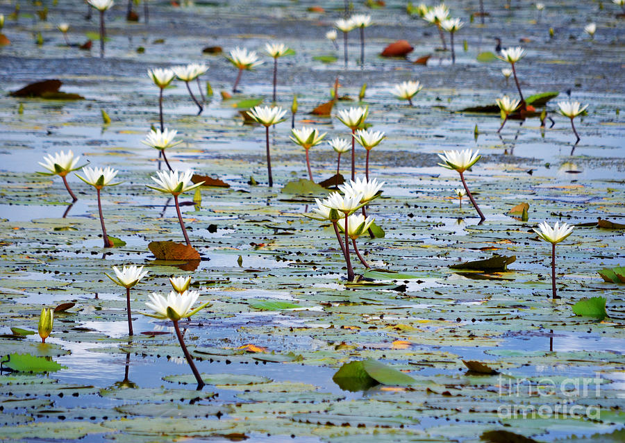 Natural Wild Water Lilies and Pads on the Eastern Coast of Cozumel Island Mexico Photograph by Shawn OBrien