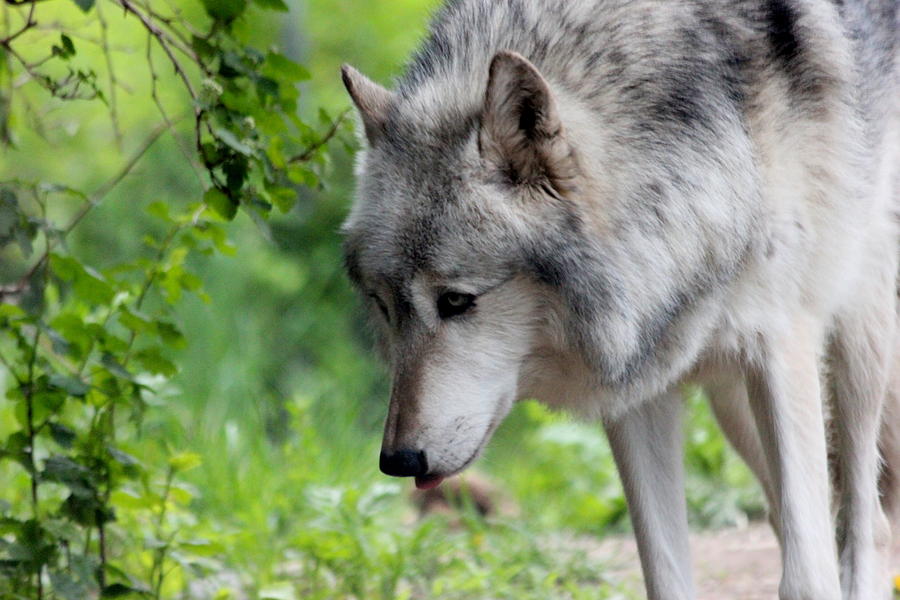Natural Wolf Photograph by Shelby Brower | Pixels