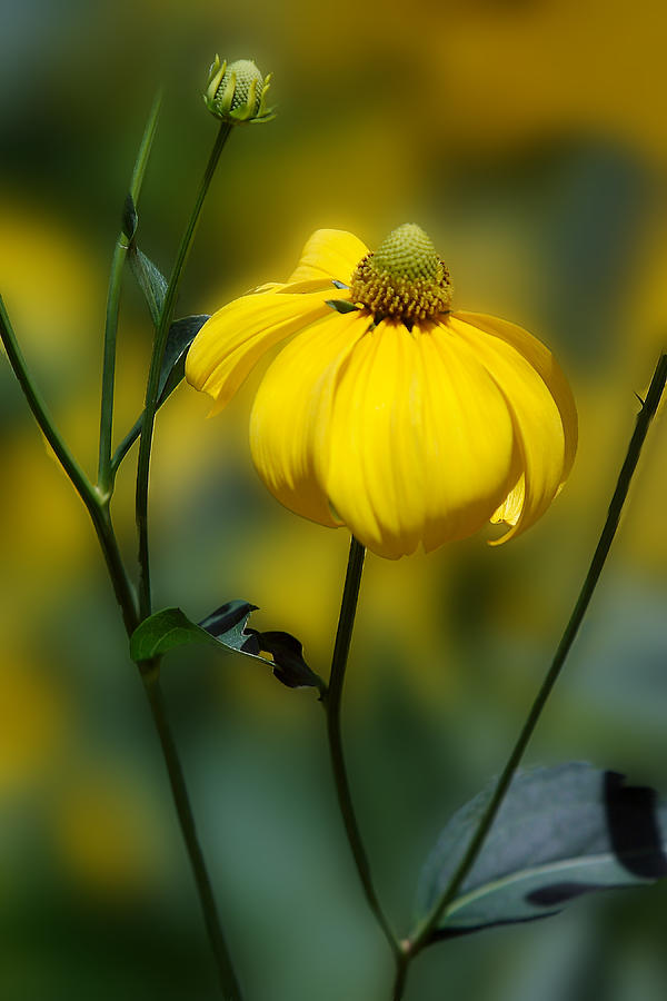 Natural Yellow Cornflower Photograph by Linda Phelps