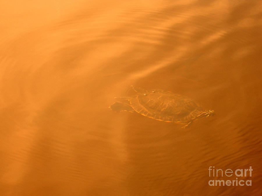 Nature 23. Turtle. Orange Photograph by Oksana Semenchenko