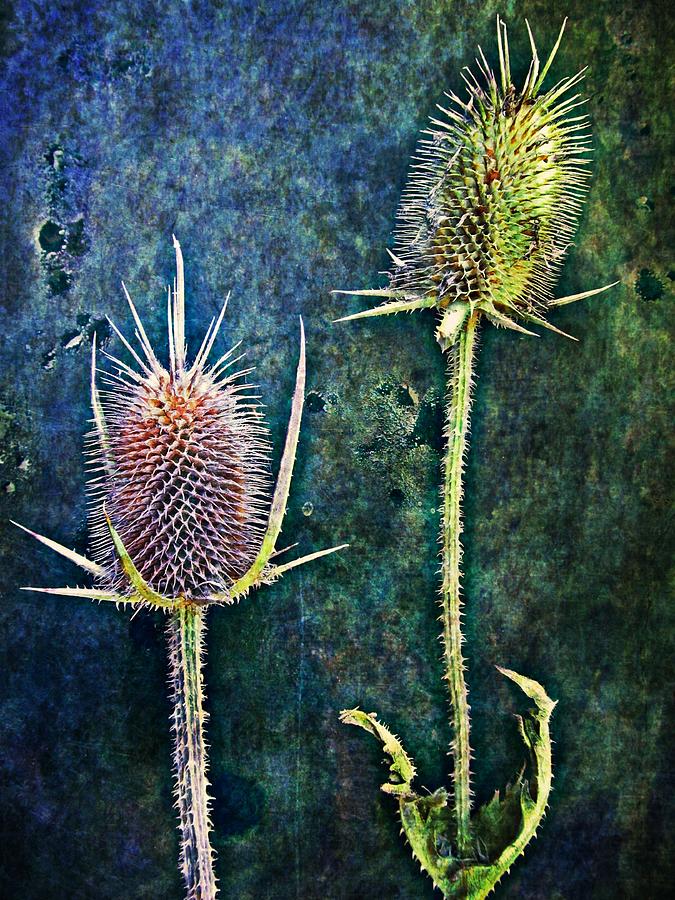 Texture Digital Art - Nature Abstract 12 by Maria Huntley
