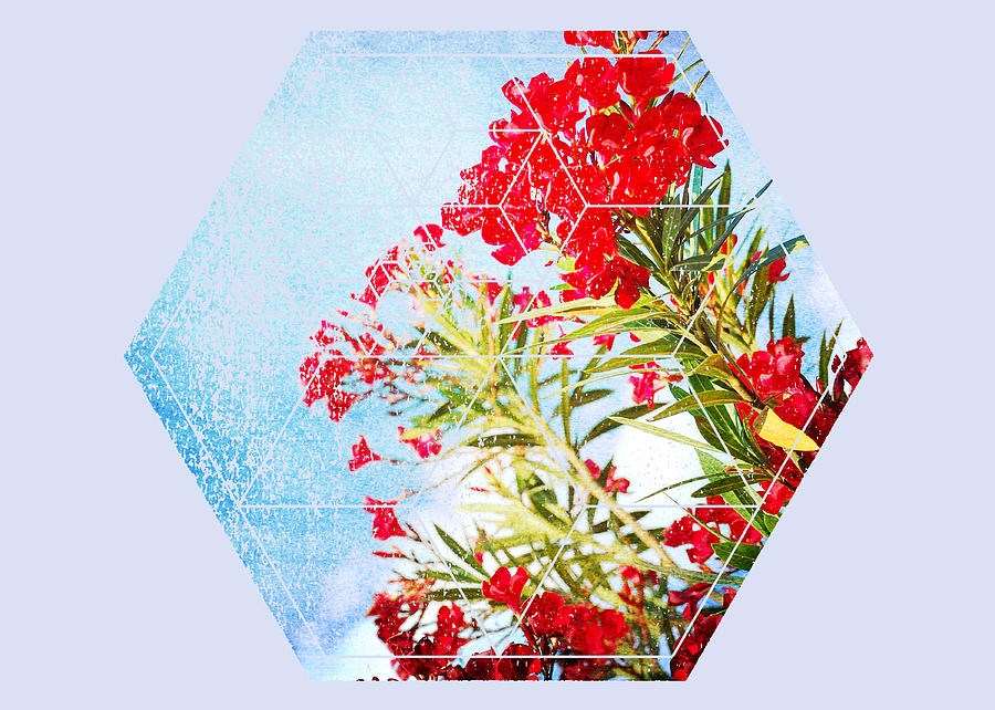 Cool Photograph - Nature and Geometry - The Red Flowers by Denis Marsili