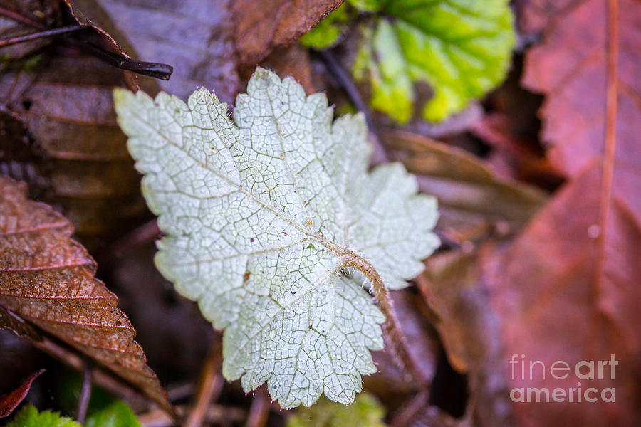 Blackberry Leaves In Color Photograph