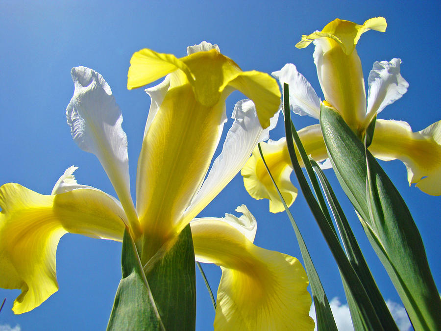 Flower Photograph - Nature Art Prints Yellow White Irises Flowers by Patti Baslee