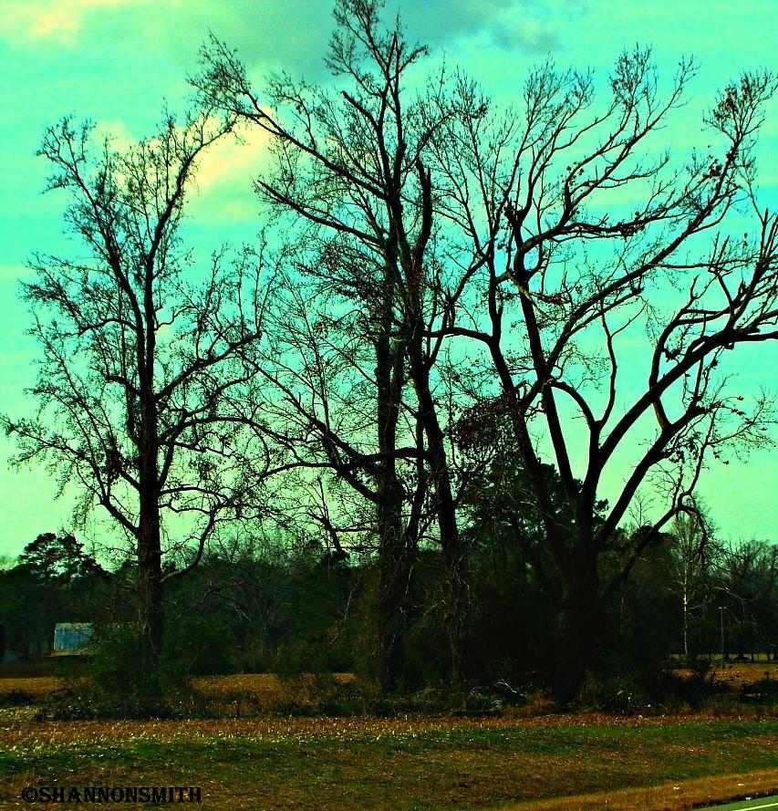 Nature at dusk Photograph by Shannon Smith - Fine Art America