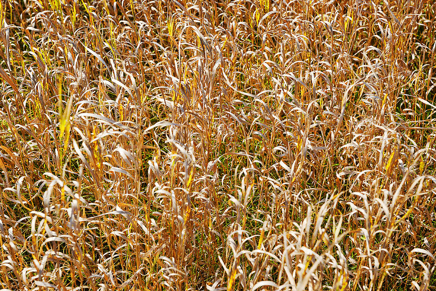 Nature Photograph - Nature Background Brown Grass Texture by Donald  Erickson