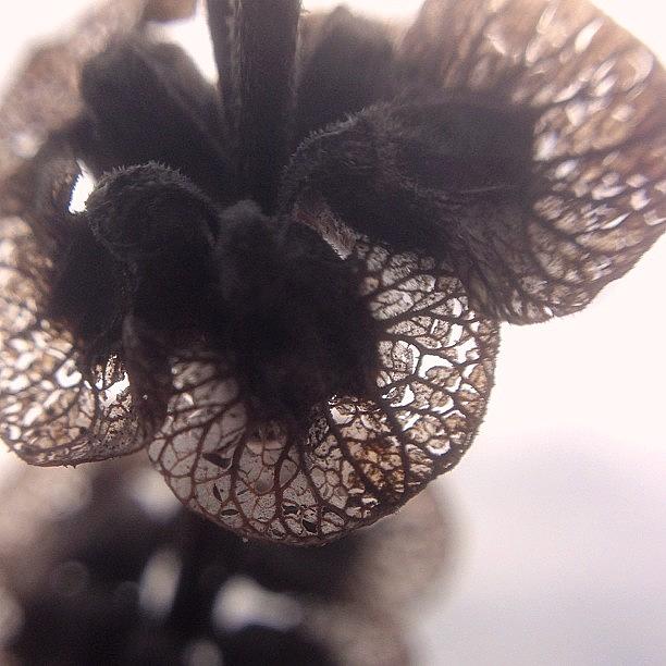 Flower Photograph - Nature Can Be So Beautiful -dried Basil by Feliesje Fee