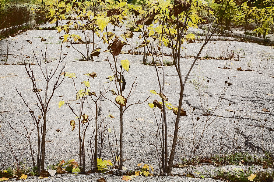 Nature Defeats Cement Photograph by Jim West