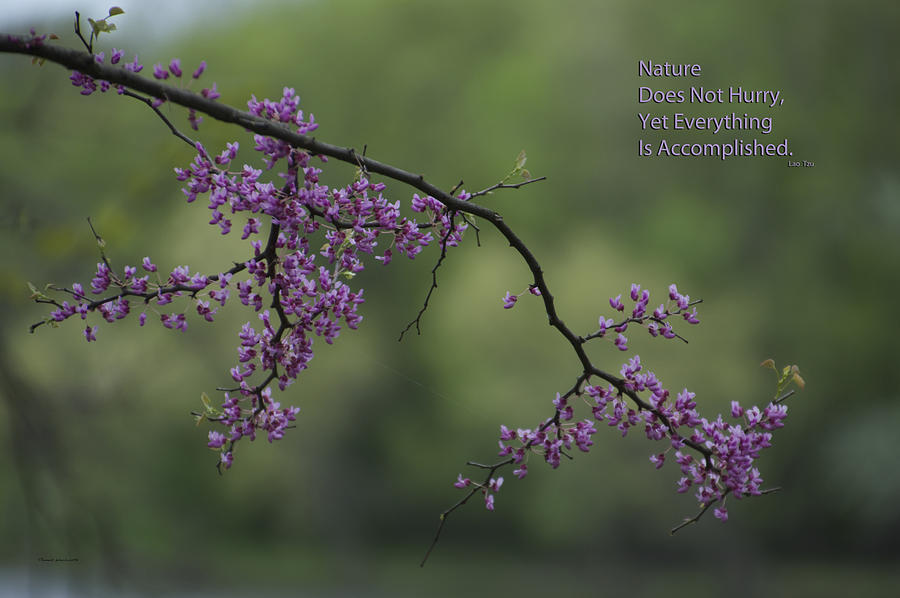 Nature Does Not Hurry Blossoms In Purple Photograph by Thomas Woolworth