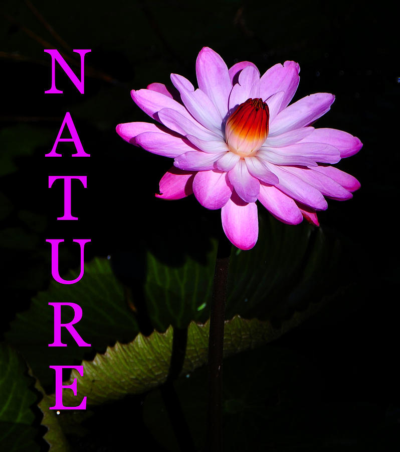 Nature flower poster work A Photograph by David Lee Thompson
