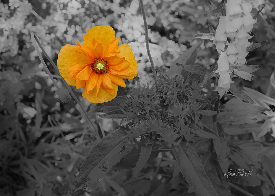 nature - flower -Yellow Beauty  Photograph by Ann Powell