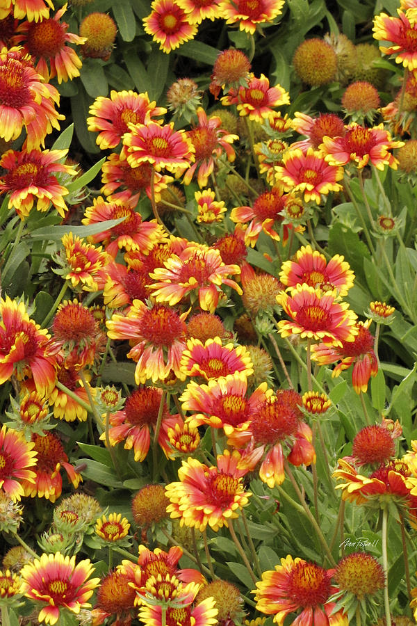 nature - flowers -Blanket Flowers Five  - photography Photograph by Ann Powell