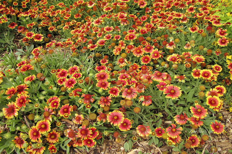 Flower Photograph - nature - flowers -Blanket Flowers Four - photography by Ann Powell Flower Photograph - nature - flowers -Blanket Flowers Four - photography by Ann Powell