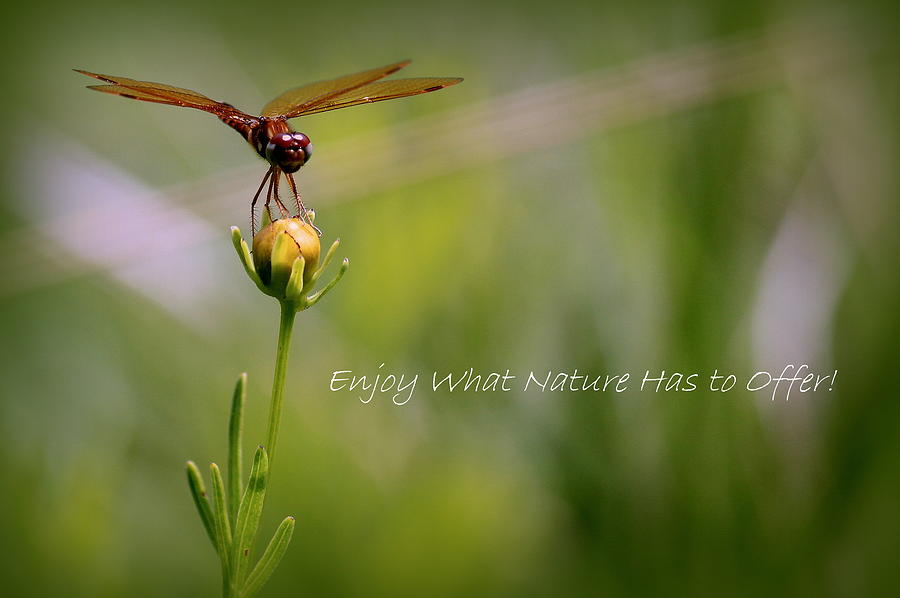 Nature Photograph - Nature Greeting by Rosanne Jordan