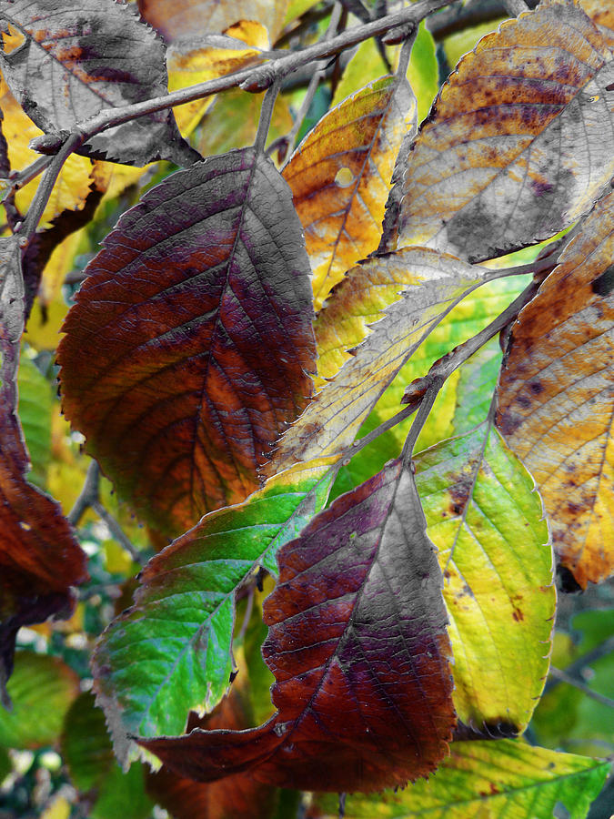 Fall Photograph - Nature Has Been Recycling For Ages  by Steve Taylor