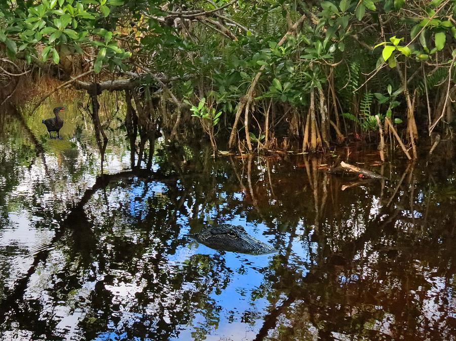 Nature In The Everglades Mangroves Photograph By Bill Marder Pixels