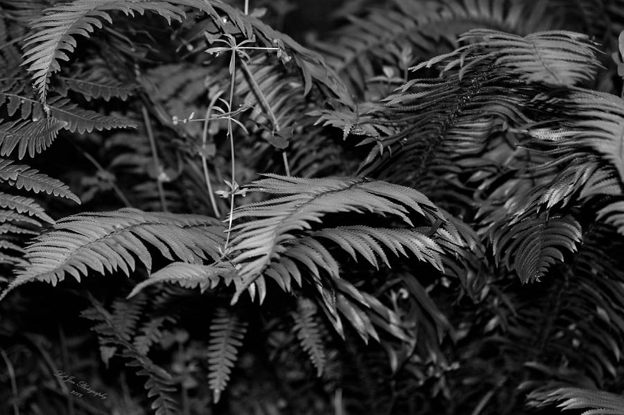 Nature In The Pacific Northwest In BW Photograph by Jeanette C Landstrom