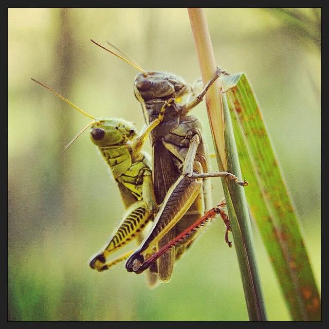 Grasshopper Photograph - Nature Is Sexy.  by Hermes Fine Art