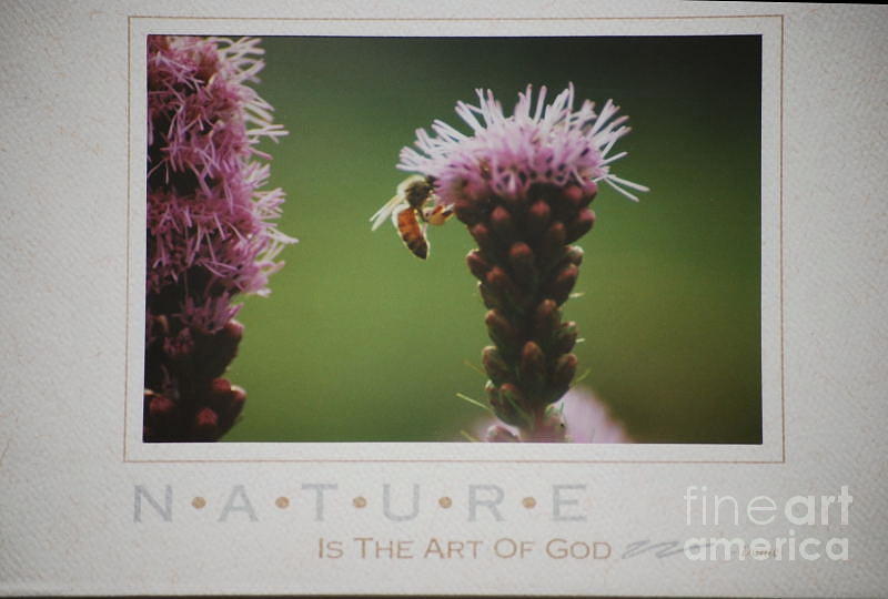 Nature Photograph - Nature is the Art of God by Sharon Elliott