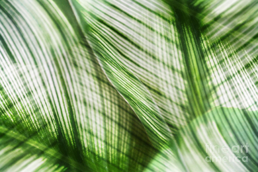 Nature Leaves Abstract in Green Photograph by Natalie Kinnear
