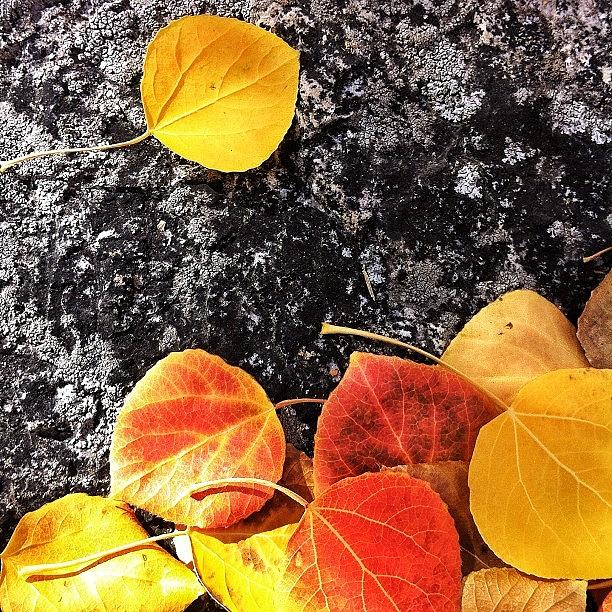 Impressionism Photograph - #nature #leaves #fall #autumm by Jonathan Nguyen