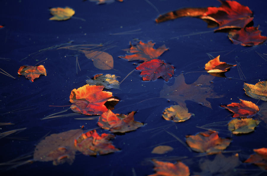 Nature, Limbs, Branches, Branch Photograph by David McLain
