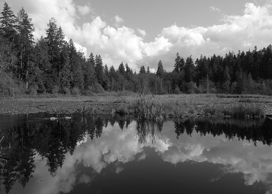 Nature Photograph - Nature Mirrored by Brian Chase