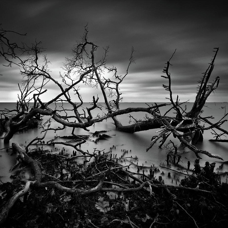 Nature Of Dead Mangrove Tree At The Photograph by Photography By Azrudin