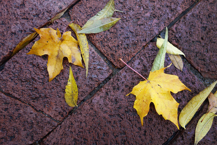 nature - photograph Autumn Rain on Fallen Leaves  Photograph by Ann Powell
