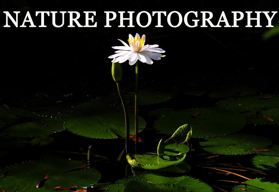 Flowers Still Life Photograph - Nature Photography by David Lee Thompson