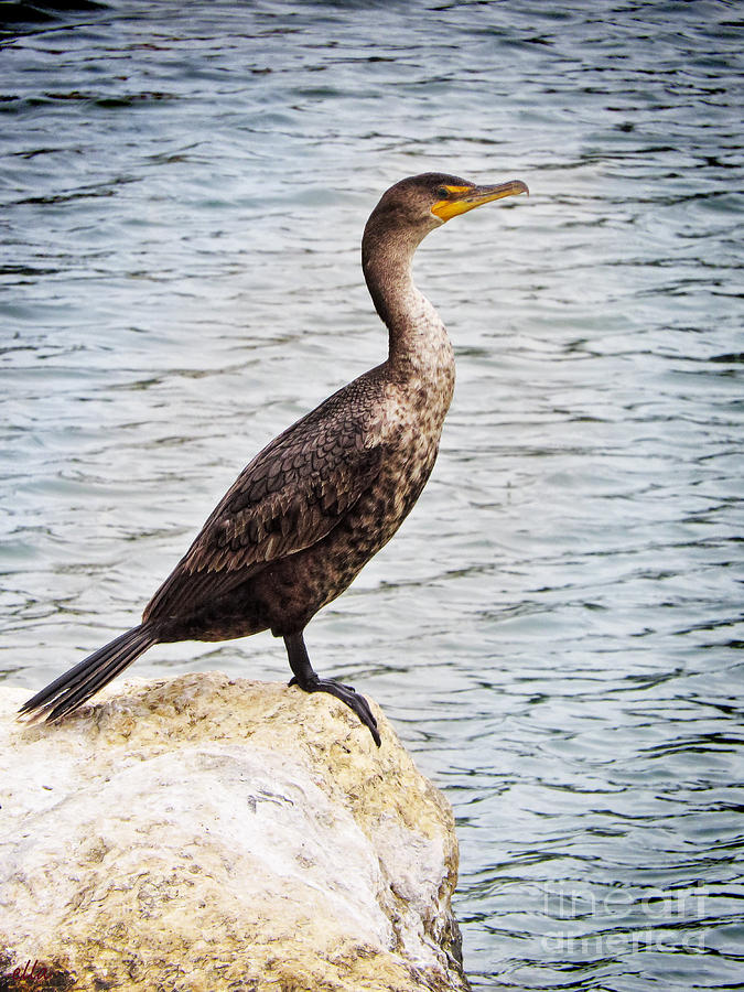 Nature Photograph - Nature Photography - Water Bird - Cormorant by Ella Kaye Dickey