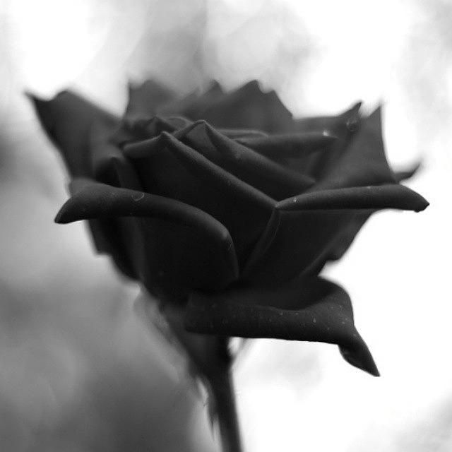 Nature Photograph - #nature #rose #flower #angiosperm #art by Ayad Tarik Photography