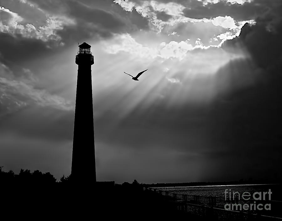 Seagull Photograph - Nature Shines Brighter in black and white by Mark Miller