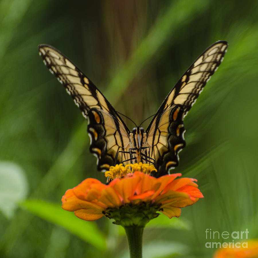 Butterfly Photograph - Nature Stain Glass by Donna Brown