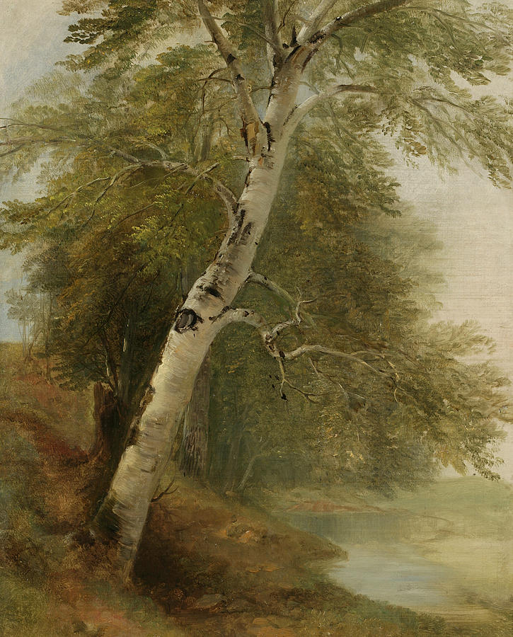 Asher Brown Durand Painting - Nature Study   A Birch Tree by Asher Brown Durand