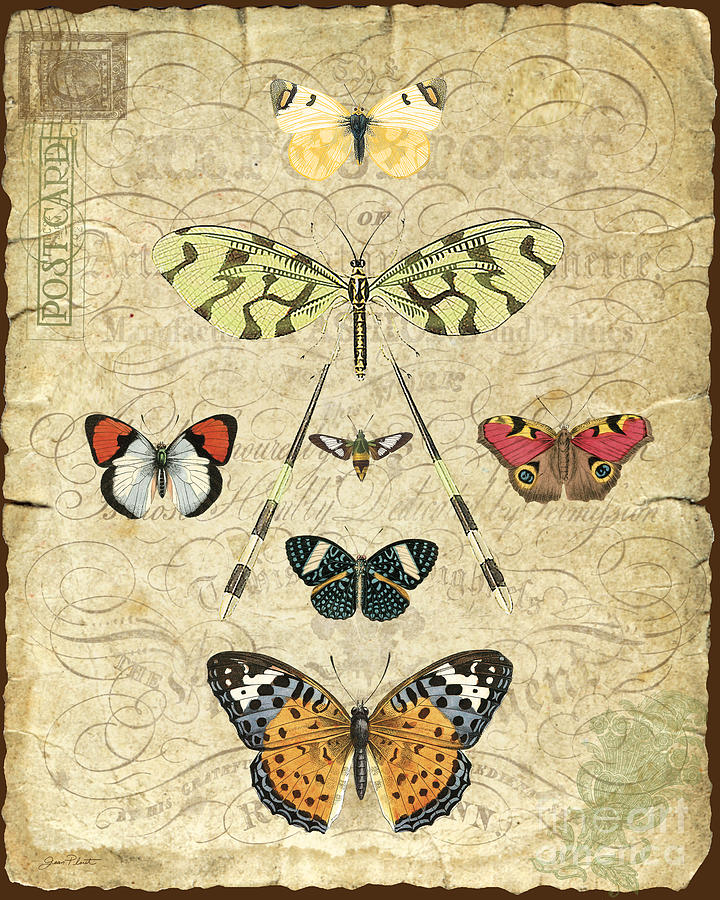 Butterfly Digital Art - Nature Study-No.2 by Jean Plout
