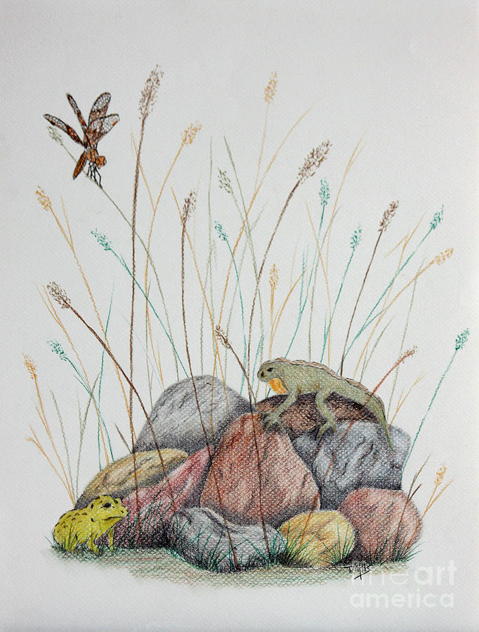 Nature Drawing by Terri Mills
