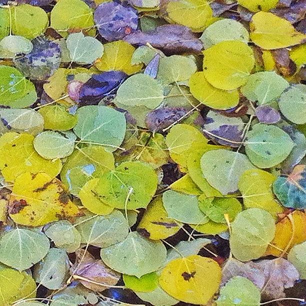 Impressionism Photograph - #nature #texture #fall #autumm by Jonathan Nguyen