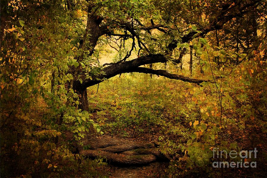 Fall Photograph - Nature Trail Archway in Gold by Sharlotte Hughes