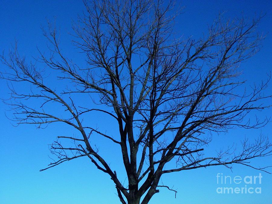 Nature Tree Photograph by Boon Mee Fine Art America