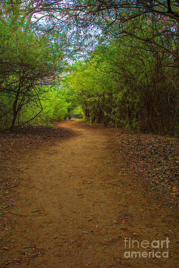 Nature Walk Photograph by Kiran Joshi
