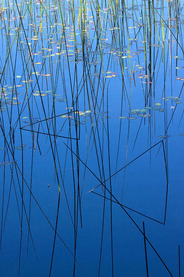 Natures Abstract in Blue 1 Photograph by Peggy Collins