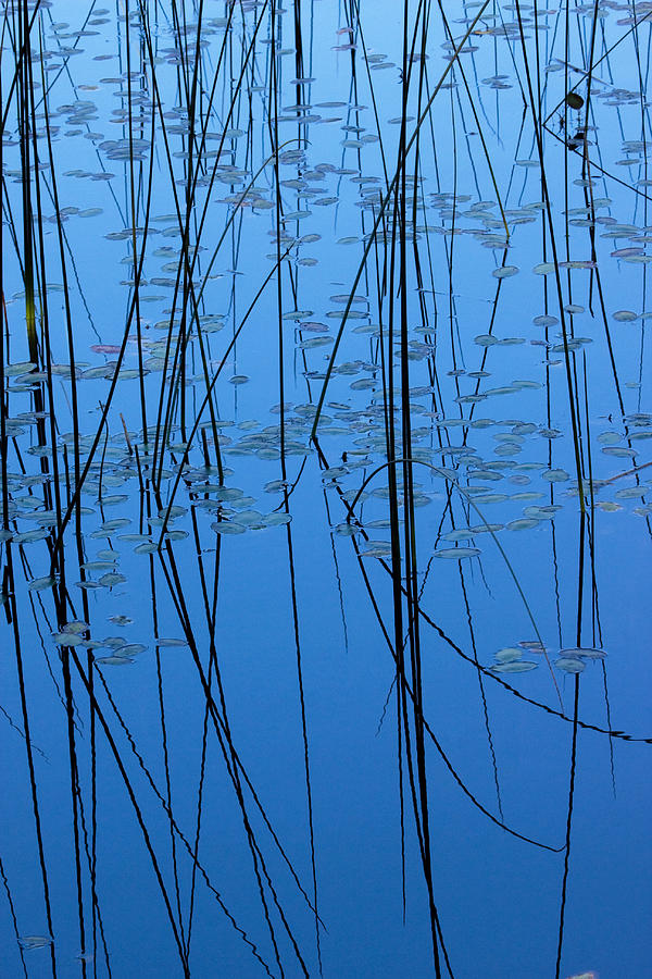 Natures Abstract in Blue 2 Photograph by Peggy Collins