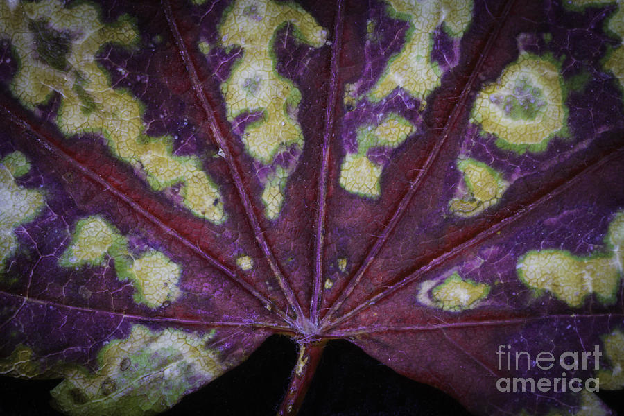 Abstract Photograph - Natures Abstract by Mitch Shindelbower
