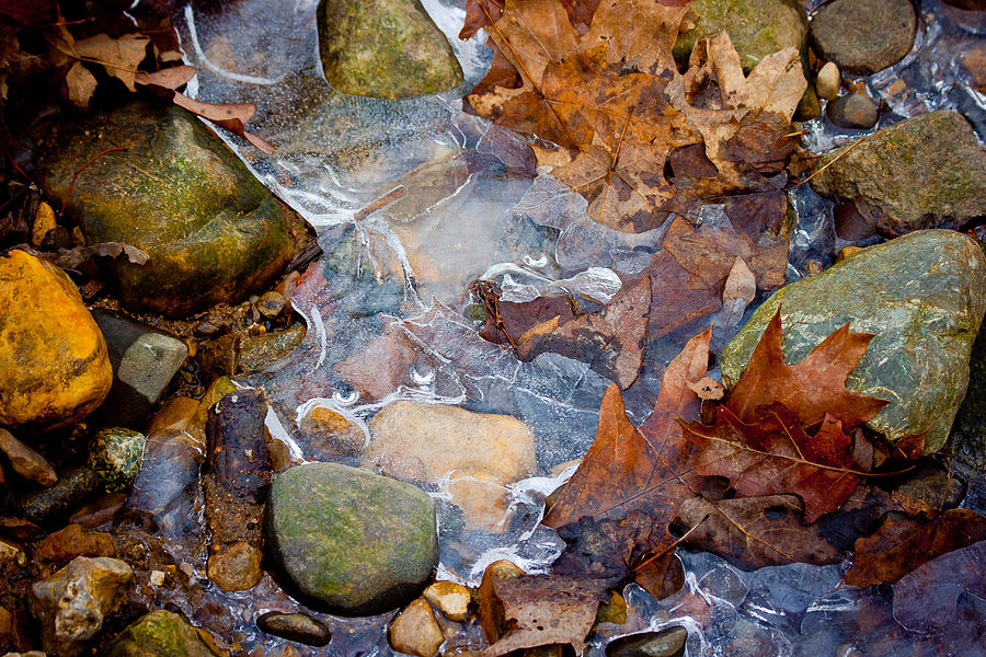 Natures Abstract Photograph by Virginia Folkman