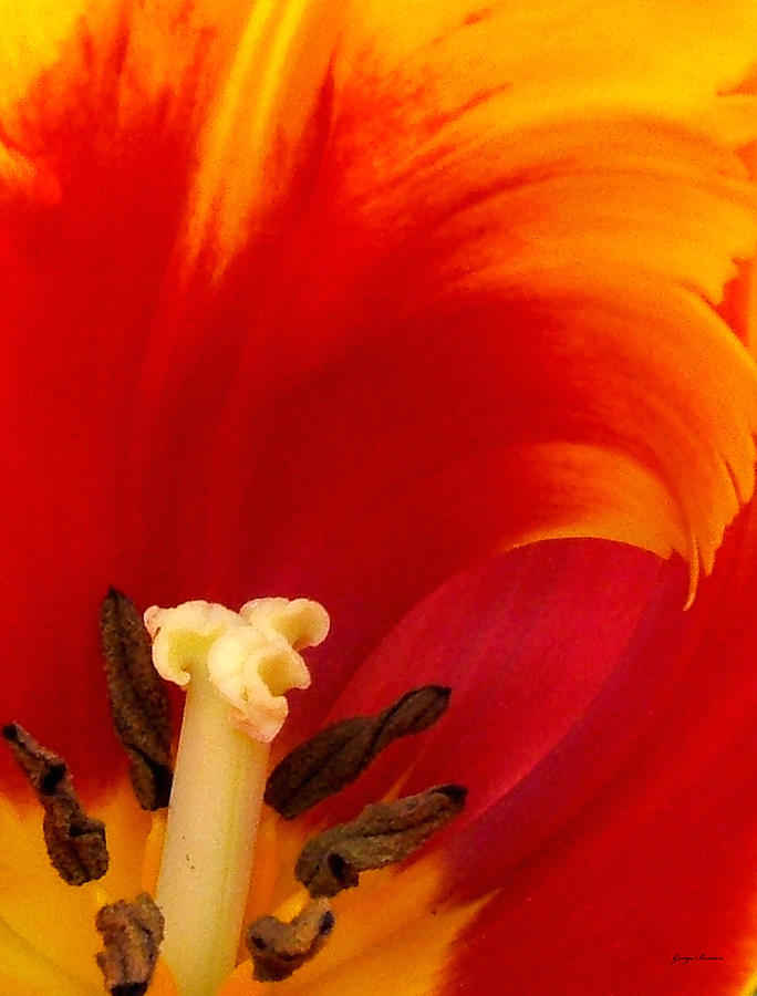 Natures Abstracts - Tulip  001 Photograph by George Bostian