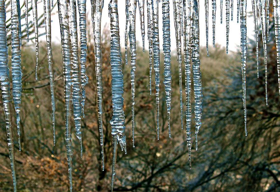 Natures Art  Photograph by John Rohloff